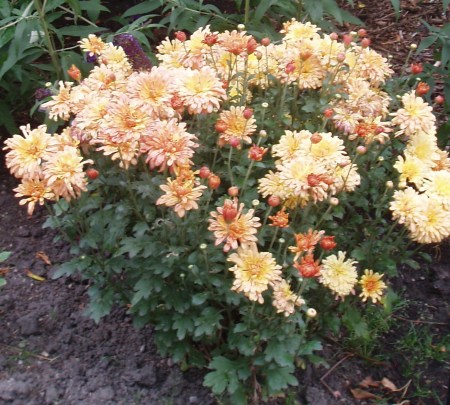 Chrysanthemum 'Tiger Tail'